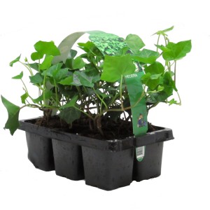 6er Pack Großblättriger Irischer Efeu (Hedera hibernica) im schwarzen Topf.