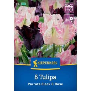 Kiepenkerl Tulpen-Mix Parrots Black & Rose, 8 Stück. Exotische, schwarz-rosa Papageientulpen für Beet und Vase.