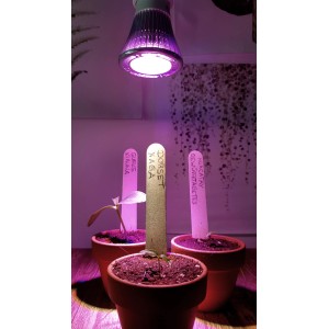 Parus LED-Pflanzenlampe beleuchtet Setzlinge in Töpfen, Pflanzenanzucht mit Wachstumslampe.