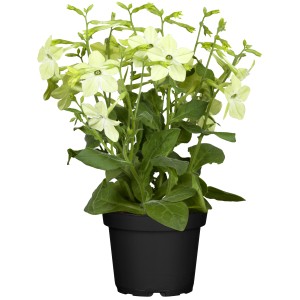 Ziertabak (Nicotiana sanderae) im Topf, ca. 12 cm Ø, mit hellen Blüten und grünen Blättern.