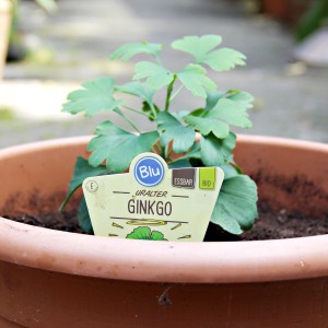 Ginkgo-Baum im Topf (ca. 12 cm Ø) mit grünen Blättern und Pflanzenetikett.