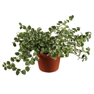 Kletterfeige Variegata im Topf, grüne Zimmerpflanze mit weißem Rand, ca. 10-20 cm hoch.