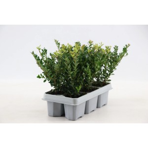 Japanische Stechpalme "Jenny" 6er-Pack Ilex crenata