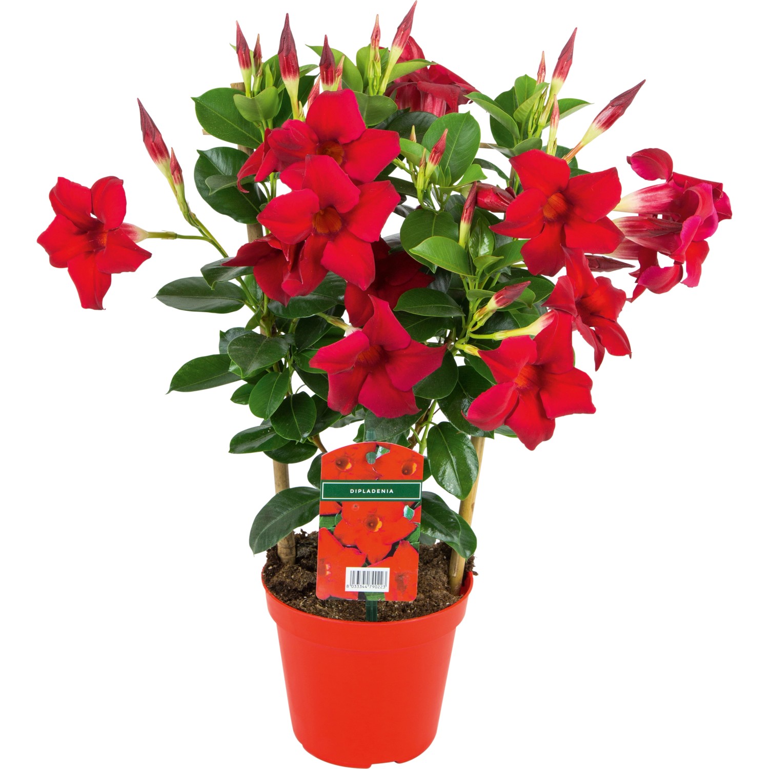 OBI Dipladenie Sundaville Rot TopfØ ca. 11 cm Dipladenia kaufen bei OBI