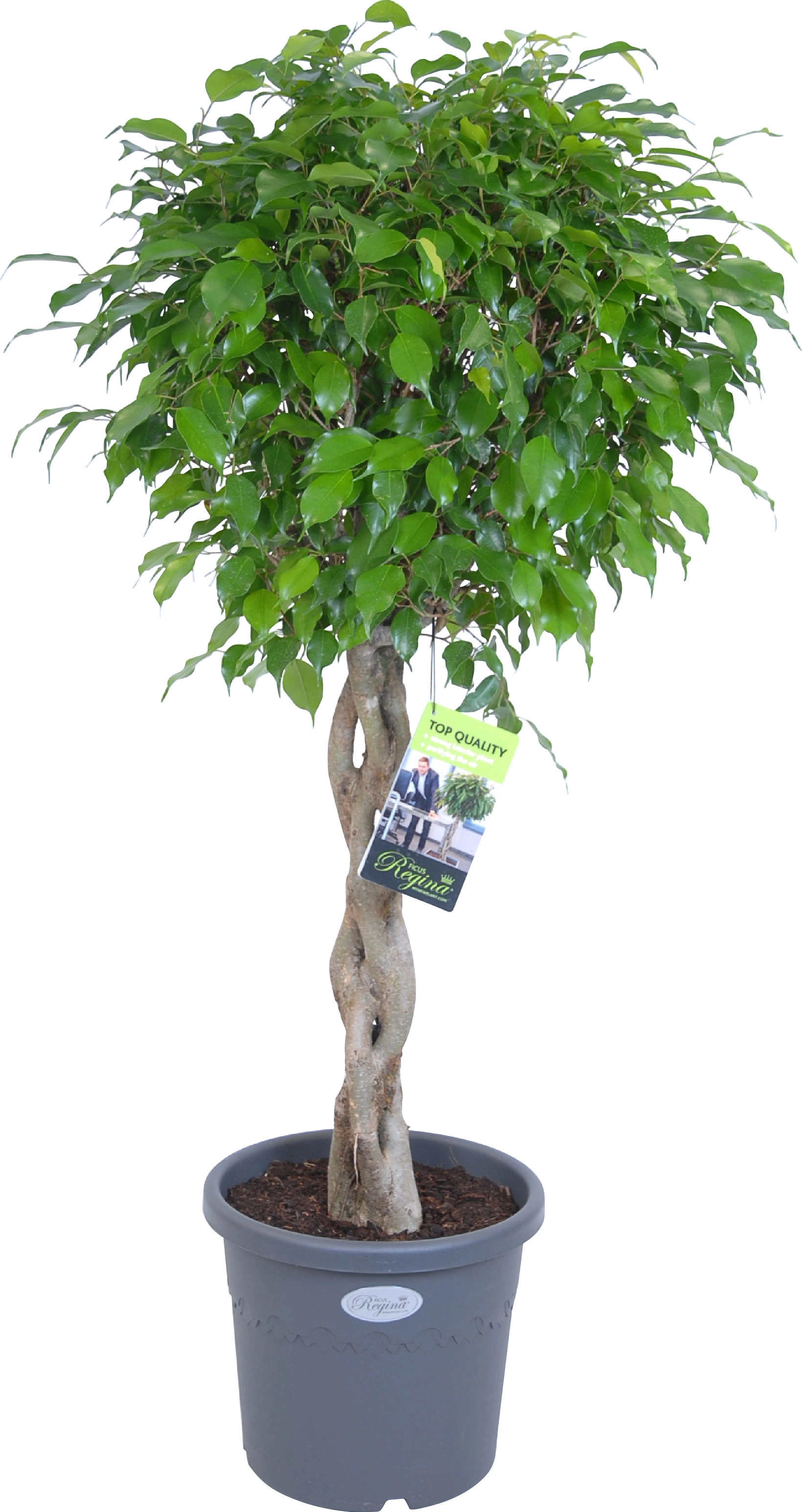Exotica TopfØ ca. 27 cm (Ficus benjamina) kaufen bei OBI