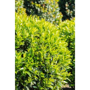 Frischer, grüner Kirschlorbeer Caucasica (Prunus) im 5 l Topf, ca. 60-80 cm hoch.