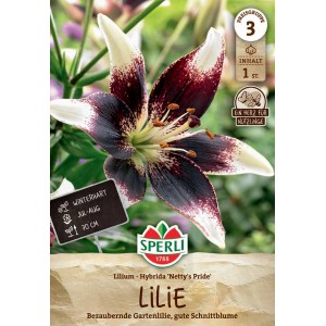 Sperli Lilie 'Nettys Pride': Blüte in Weiß und Bordeauxrot, winterharte Blumenzwiebel.
