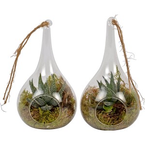 Glasampel mit Haworthie und Moos, Topf-Ø ca. 10 cm, hängend oder stehend als Deko für Innen.