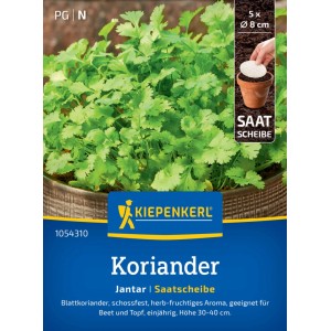 Kiepenkerl Koriander Jantar Saatscheibe mit grünen Blättern im Topf.