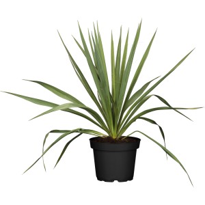 Palmlilie (Yucca filamentosa) im schwarzen Topf, ca. 17 cm Durchmesser. Outdoor-Pflanze mit langen, spitzen Blättern.