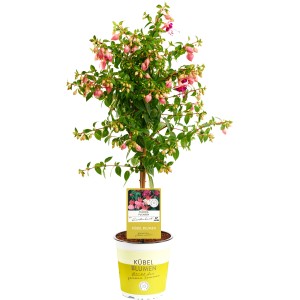 Fuchsie Stämmchen mit rosa-lila Blüten im Topf, ca. 65cm hoch. Blühende Kübelpflanze für Balkon und Terrasse.