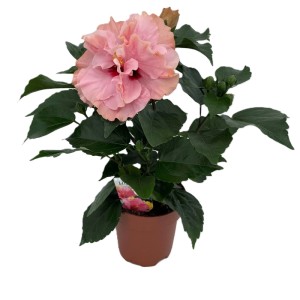 Rosa gefüllter Hibiskus im Topf mit grünen Blättern und Knospen. Ideal für Fensterbank oder Garten.