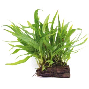 Dennerle Aquariumpflanze Microsorum Pteropus auf Wurzel, grüner Javafarn für das Aquarium.