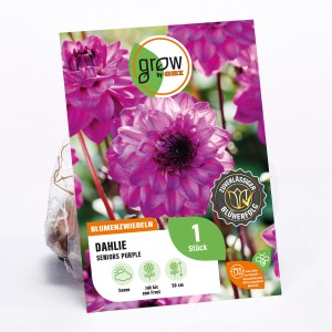 GROW by OBI Dahlie Seniors Purple, lila Blüte, ca. 50cm hoch. Blumenzwiebel für Beet und Topf.