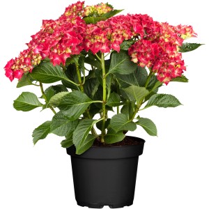 Bauernhortensie Rot Höhe ca. 40 - 50 cm Topf ca. 5 l Hydrangea