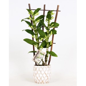 Bambus-Orchidee (Dendrobium) mit Rankhilfe im weißen Keramiktopf, ca. 12 cm Topf-Ø.