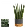 Bogenhanf in Sorten im Keramik-Gefäß Topf-Ø ca. 9 cm Sansevieria Cylindrica_4