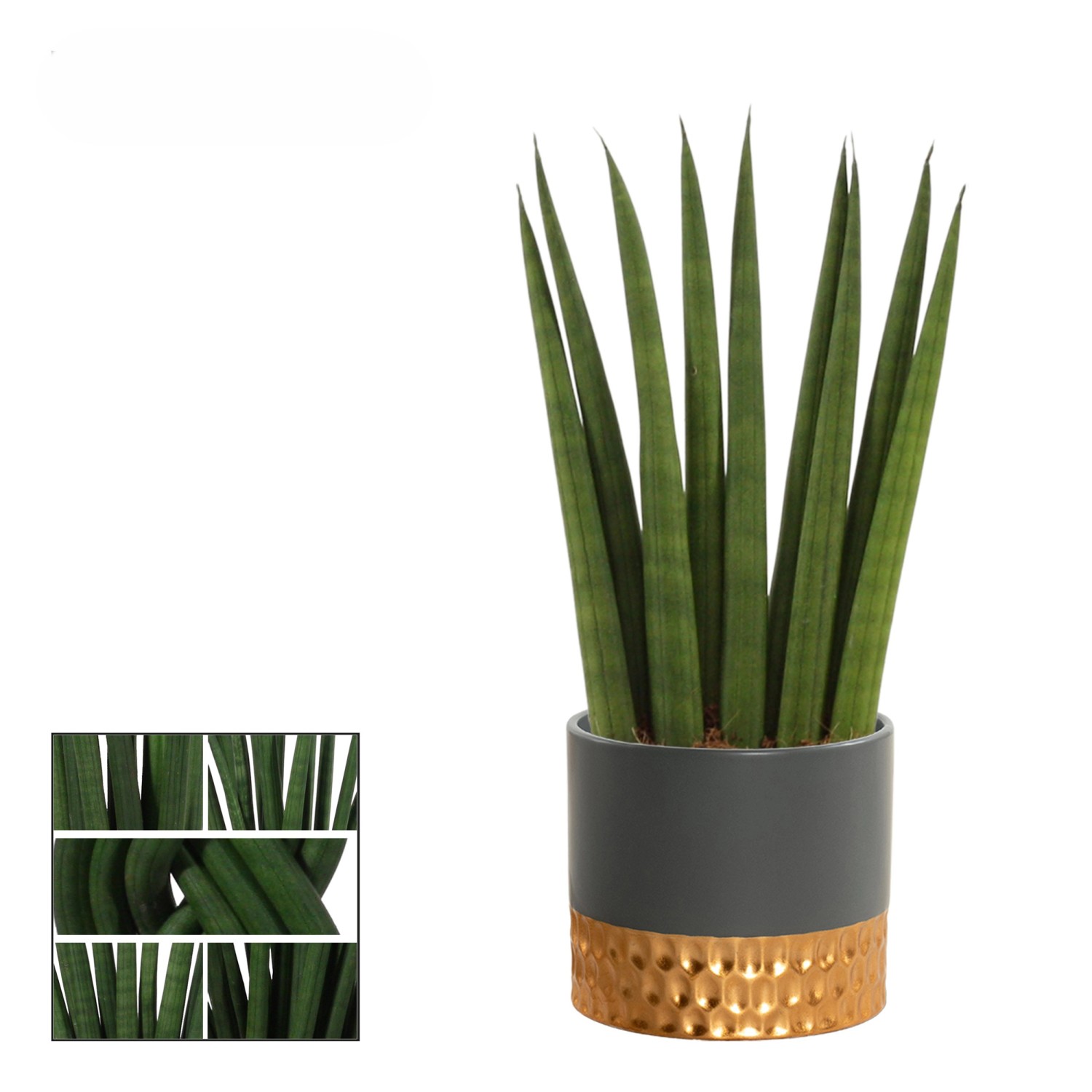 Bogenhanf in Sorten im Keramik-Gefäß Topf-Ø ca. 9 cm Sansevieria Cylindrica_4