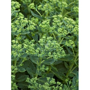 Nahaufnahme der Fetthenne Herbstfreude (Sedum) mit grünen Blütenknospen im Topf.