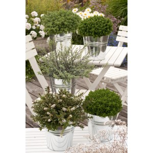 Strauchveronika 'Quattros' im Topf, eine Kombination aus 4 Hebe Sorten für Garten, Kübel oder Grabbepflanzung.