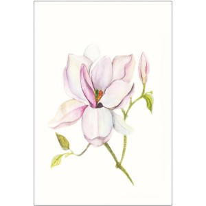 Komar Wandbild Magnolia Shine 30 x 40 cm