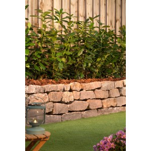 Sichtschutz mit Kirschlorbeer Novita (Höhe 100cm) im Garten mit Steinmauer und Laterne.
