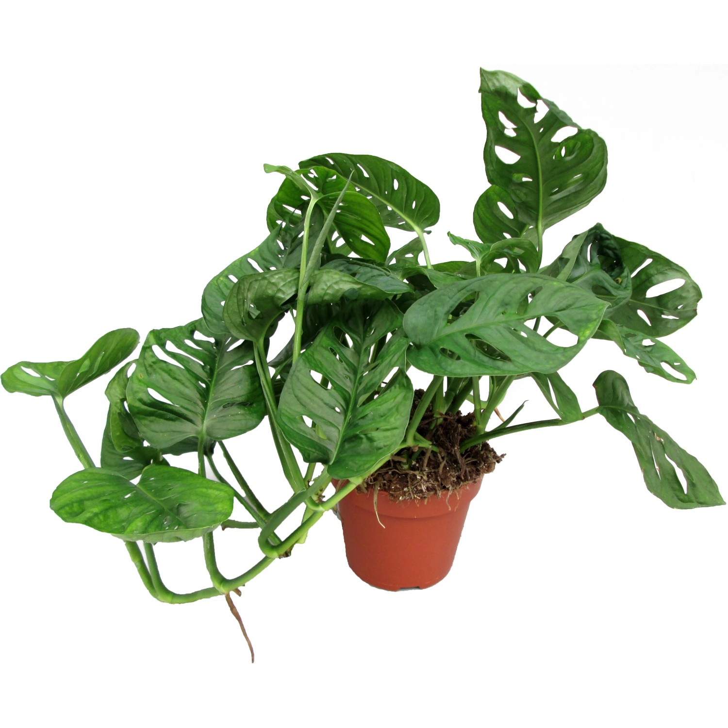philodendron micans kaufen 20 main image 0