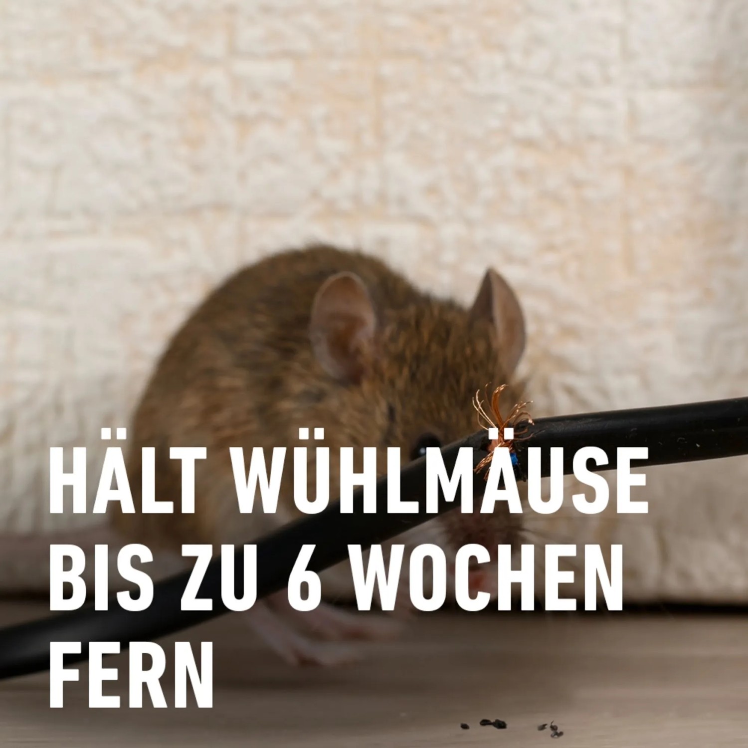 haferwurzel saatgut Haferwurzel Samen kaufen | Tragopogon porrifolius