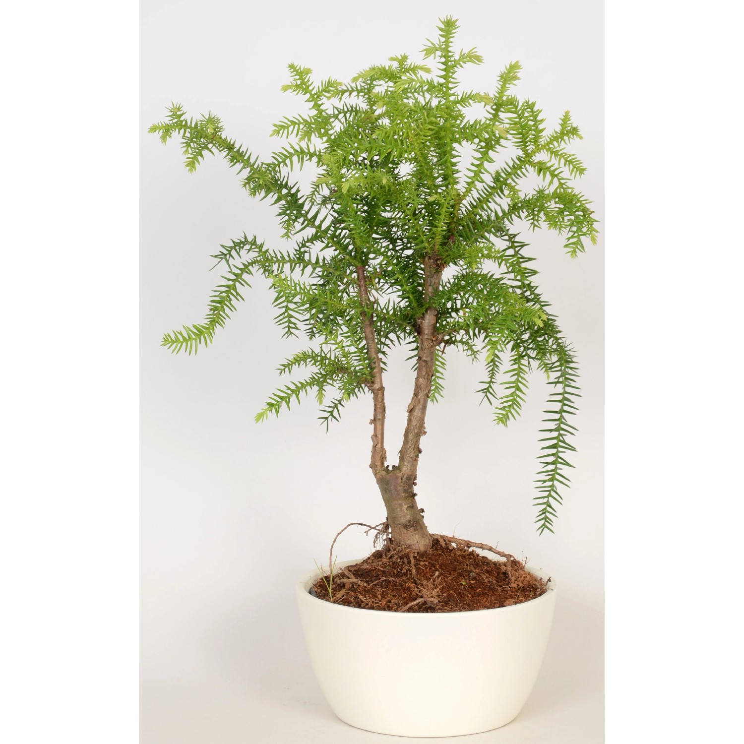 Arrangement Araucarie im KeramikGefäß TopfØ ca. 17 cm kaufen bei OBI