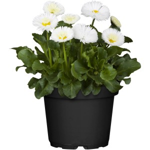 Gänseblümchen Weiß im Topf, ca. 11 cm Durchmesser. Beliebte Frühjahrsblume.