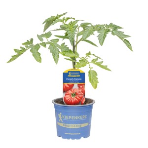Kiepenkerl Tomate "Fido Maxi" Topf-Ø ca. 12 cm Solanum lycopersicum