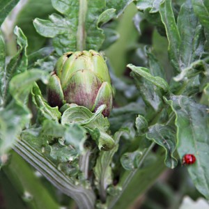 Frische, grüne Gemüse-Artischocke (Topf-Ø 11cm) im Garten, umgeben von Blättern.