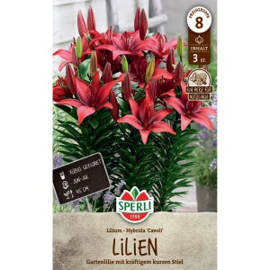 Sperli Lilie Cavoli mit purpurroten Blüten, geeignet für Kübel und Garten.