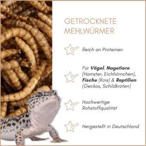 Supravit Mehlwürmer Wildvogelfutter: getrocknete, proteinreiche Würmer für Vögel, Nager, Reptilien; Gecko im Bild.