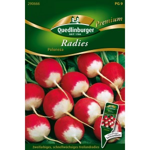 Samenpackung Quedlinburger Radieschen 'Poloneza', zweifarbig, für Freiland, Hochbeet und Balkon.