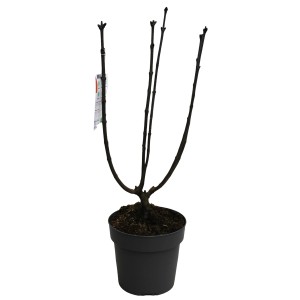 Edelflieder "Andenken an Ludwig Späth" Höhe ca. 60 cm Topf ca. 4,6 l Syringa