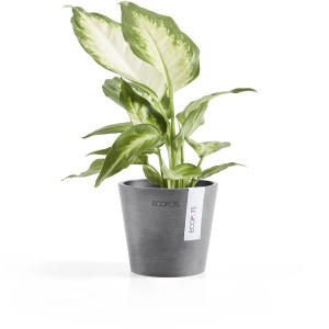 Ecopots Amsterdam Pflanztopf, Ø 10,5 cm, grau, mit Dieffenbachia Pflanze.