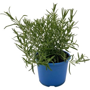 Grow by OBI Bio Rosmarin Topf-Ø ca. 15 cm "Rosmarinus officinalis"