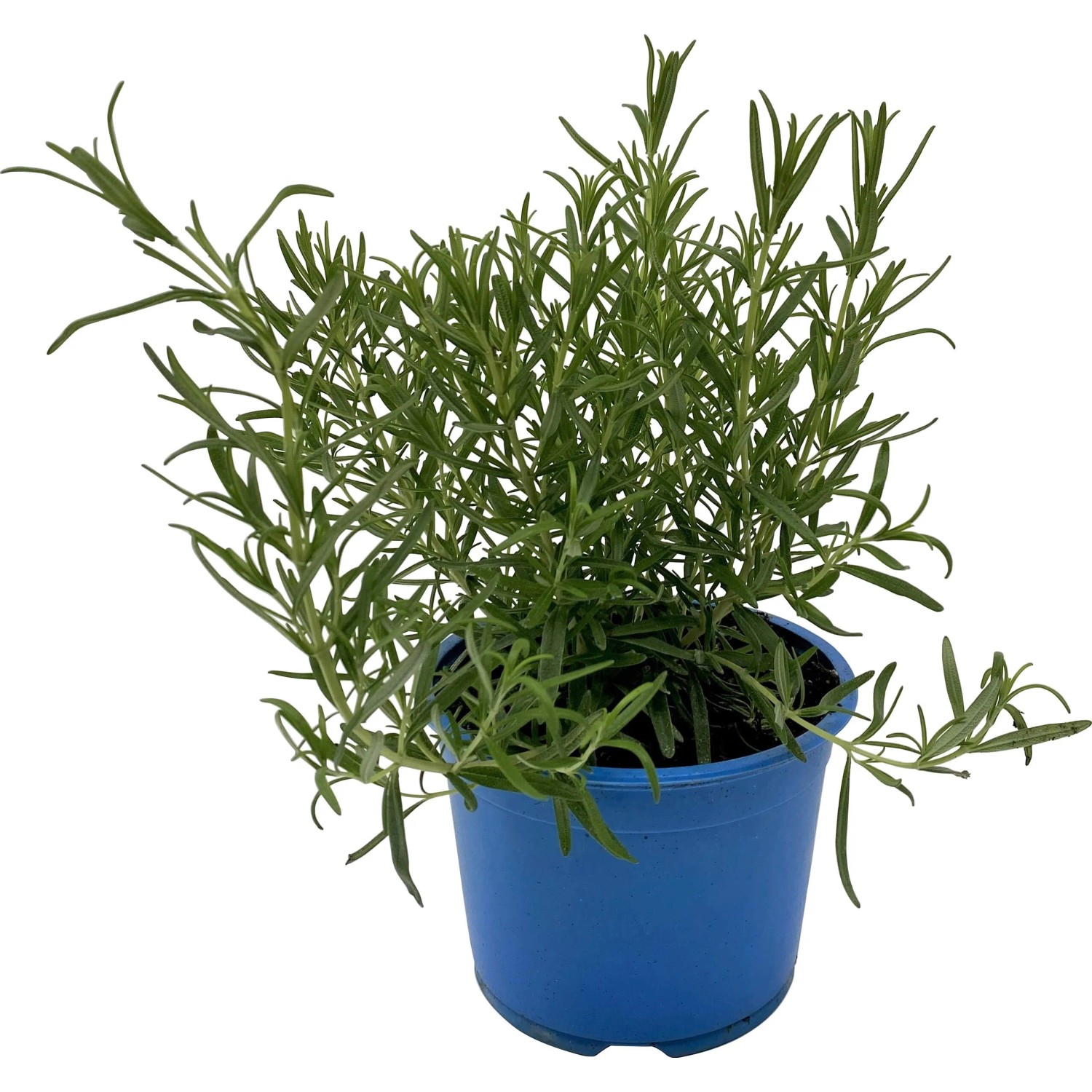 Grow by OBI Bio Rosmarin Topf- ca. 15 cm "Rosmarinus officinalis" kaufen  bei OBI