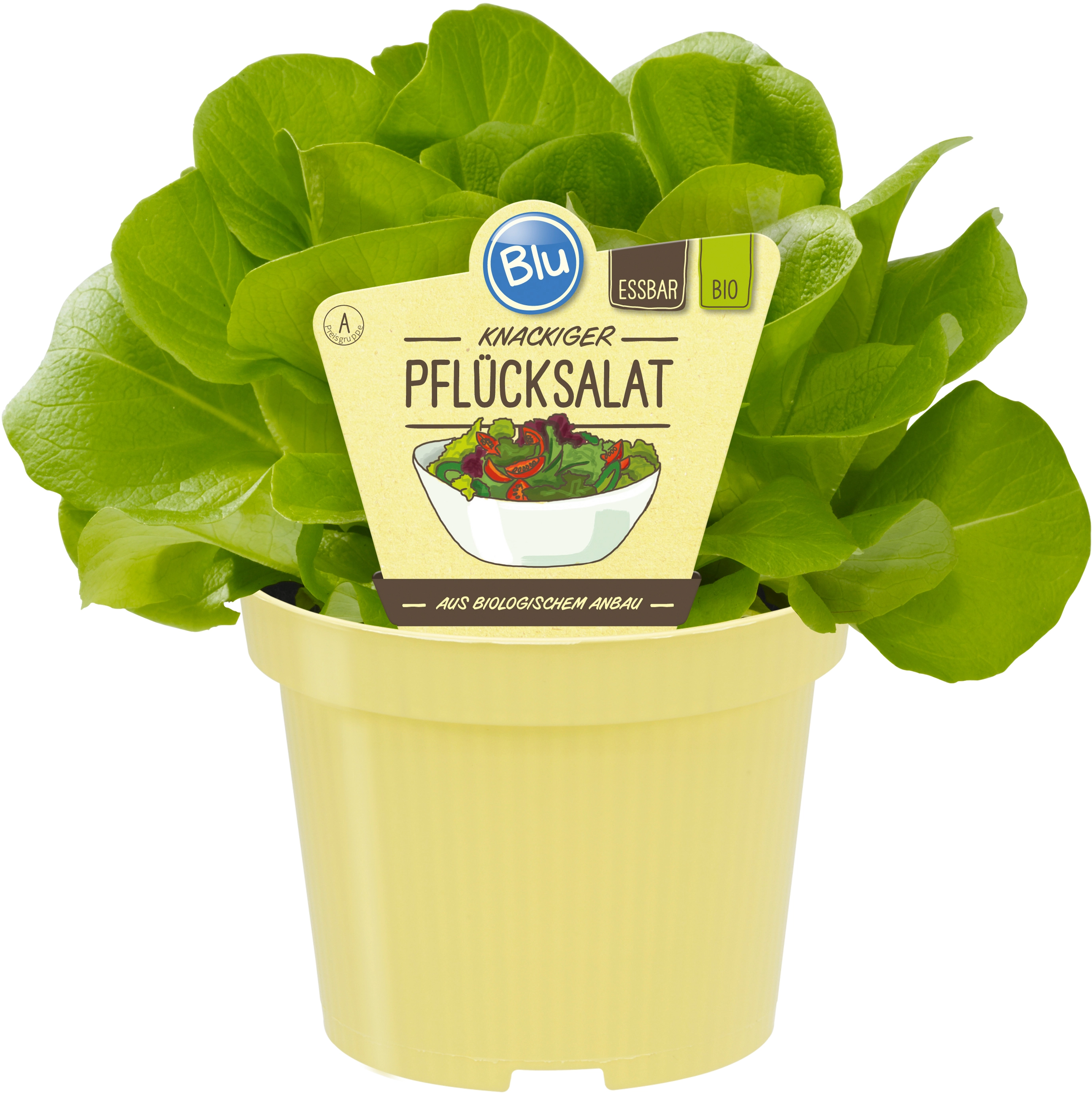 Blu BioPflücksalat TopfØ ca. 15 cm Lactuca sativa kaufen bei OBI