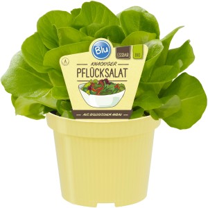 Blu Bio-Pflücksalat im Topf (Ø 15cm). Frischer, grüner Salat, ideal zum Zupfen für Salate und Sandwiches.