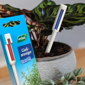 Westland Gießanzeiger, weiß, 16 cm, im Einsatz in einem Blumentopf mit Pflanze.