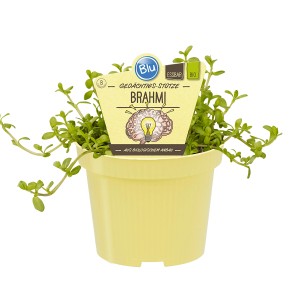 Blu Gedächtnis-Stütze (Brahmi) im Topf, ca. 12 cm Ø. Kräuter für Garten und Balkon.