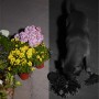 Eufy Solo S40 Überwachungskamera: Farbbild vs. Nachtsicht mit Hund, der an Blumen knabbert.
