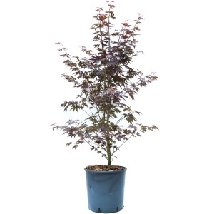 GROW by OBI Fächerahorn Bloodgood Höhe ca. 80 -100 cm Topf ca. 10 l