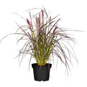GROW by OBI Rotes Lampenputzergras "Summer Samba" Topf-Ø ca. 19 cm