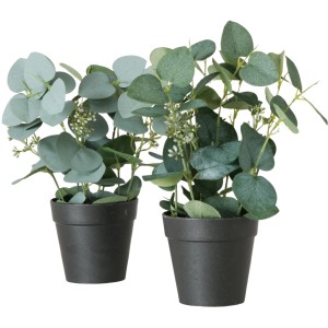 Zwei Boltze Eukalyptus Topfpflanzen, 30cm hoch, in dunklen Töpfen.