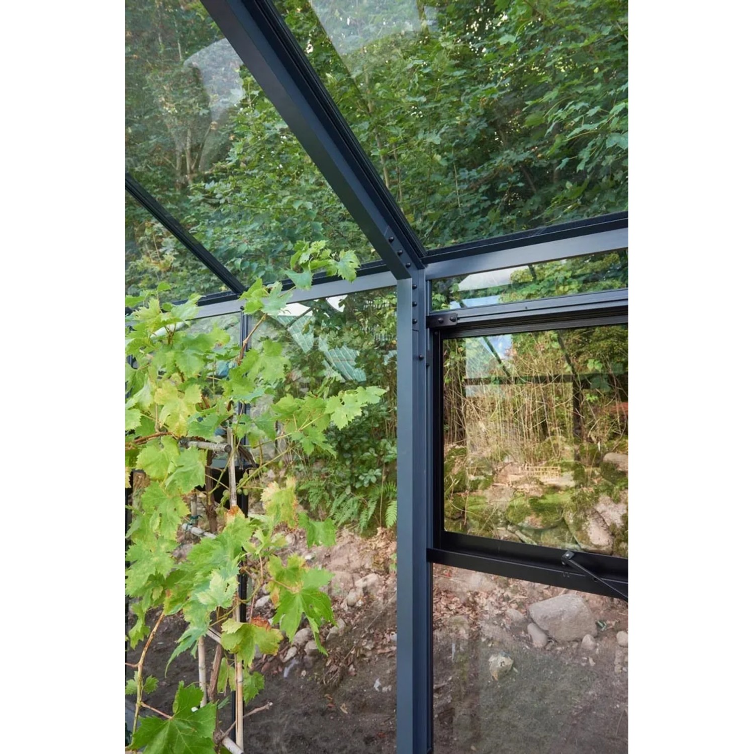 Detailaufnahme Juliana Gewächshaus Grand Oase 25, schwarz-anthrazit, mit geöffnetem Fenster und Pflanzen.