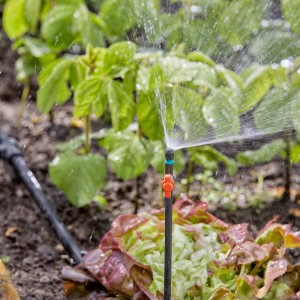 Gardena Regulier- und Absperrventil (3/16) im Einsatz, Teil des Micro-Drip-Systems zur Gartenbewässerung.