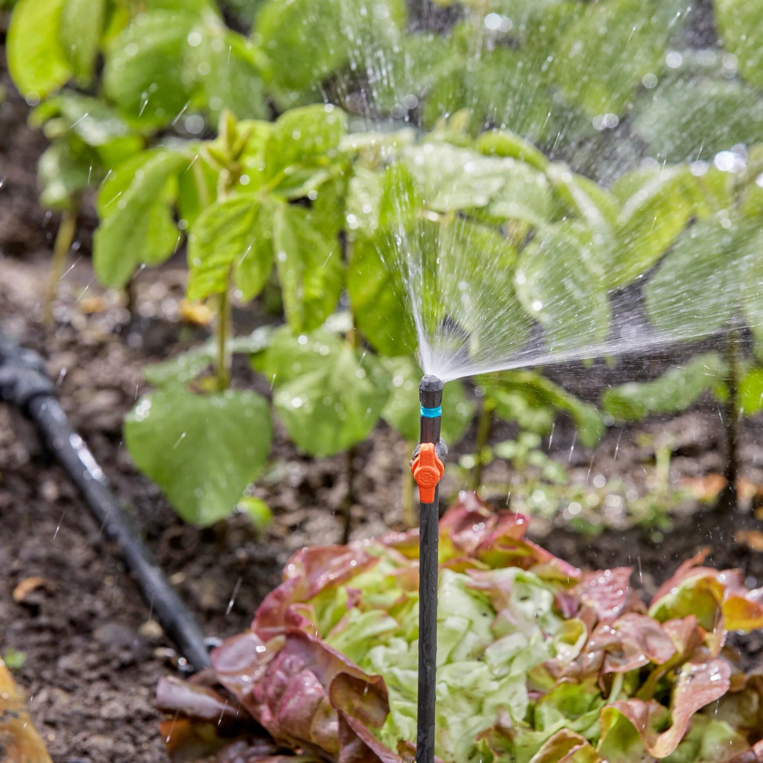 Gardena Regulier- und Absperrventil (3/16) im Einsatz, Teil des Micro-Drip-Systems zur Gartenbewässerung.